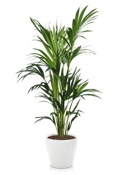 Ховея Кентия 27/190 см в CLASSICO LS 43