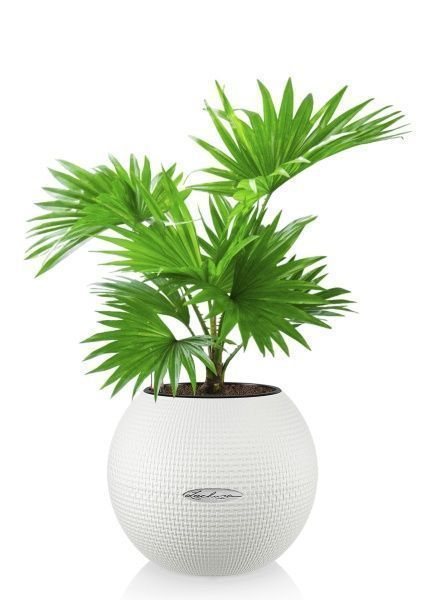 Ливистона в PURO 20