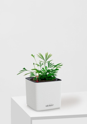 Актиниоптерис Австралийский 5/10 см в CUBE COLOR 14