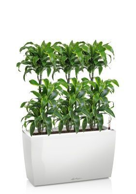 Драцена Дорадо 3 ствола в CARARO 75/120 см, Белый блестящий