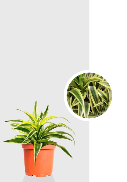 Драцена Сюрприз розетка 12/20 см