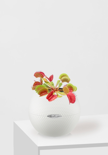 Венерина мухоловка 10 см в PURO 20