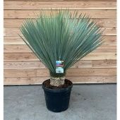 Юкка Рострата d46 см h110 см Юкка Рострата d46 см h110 см