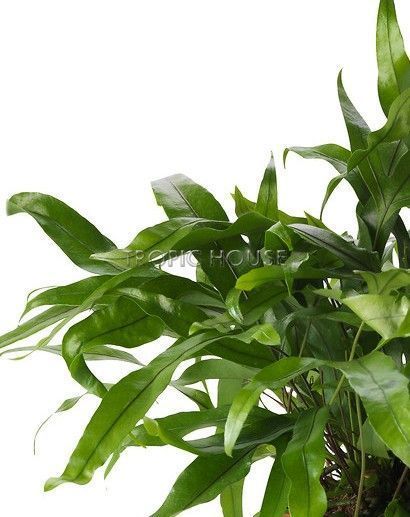 Набор "Папоротники" в OJO 35 см Набор "Папоротники" в OJO 35 см