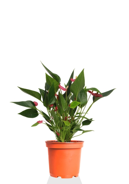 Антуриум многоцветковый 12/40 см Антуриум многоцветковый 12/40 см