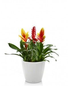 Вриезии микс в CLASSICO LS 21 Вриезии микс в CLASSICO LS 21