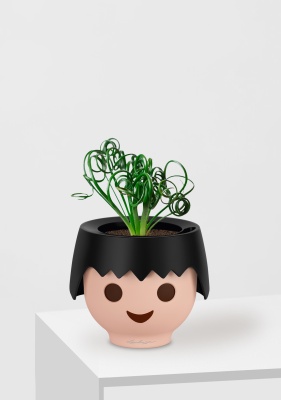 Альбука Спиралис 12/25 см в OJO Альбука Спиралис 12/25 см в OJO