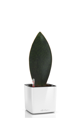 Сансевиерия Масониана Виктория CUBE GLOSSY 14/30 см Белый блестящий