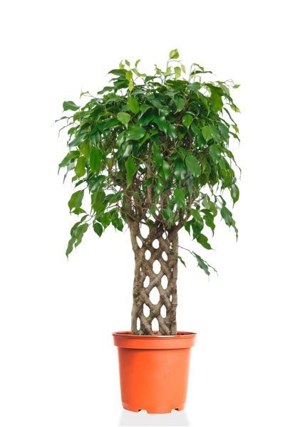 Фикус Экзотика решетка 23/100 см