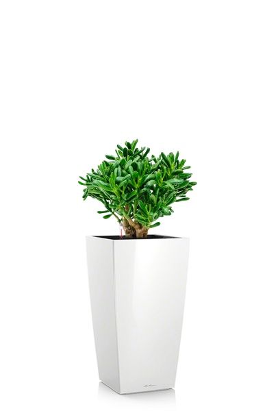 Крассула Хоббит 17/35 см в CUBICO 22