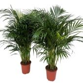 Хризалидокарпус Арека d21 см h130 см Хризалидокарпус Арека d21 см h130 см