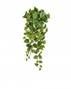 Филодендрон Сканденс ампельный