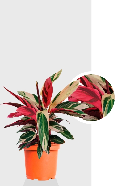 Строманта 19/65 см