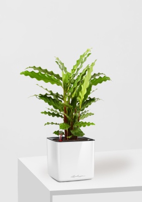 Калатея Руфибарба 12/50 см в CUBE GLOSSY 14, белый блестящий