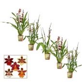 Орхидея Камбрия 3 ствола микс d12 см h60 см Орхидея Камбрия 3 ствола микс d12 см h60 см