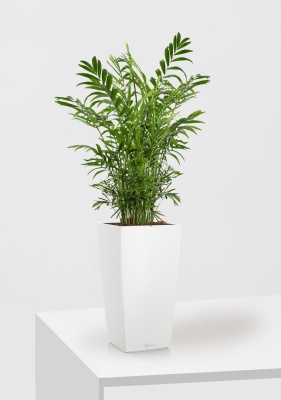 Хамедорея Элеганс 17/60 см в CUBICO COLOR 22, белый
