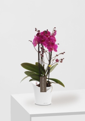 Фаленопсис Маеко ORCHIDEA 18/40 см, Белый матовый Фаленопсис Маеко ORCHIDEA 18/40 см, Белый матовый