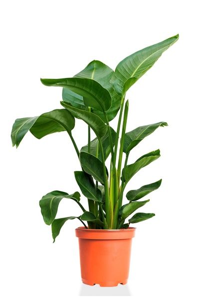 Стрелиция Николай 24/120 см