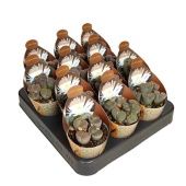 Литопс White Flower d6.5 см h8 см