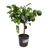 Цитрус Лимон Meyeri на стволе d17 см h50 см Цитрус Лимон Meyeri на стволе d17 см h50 см