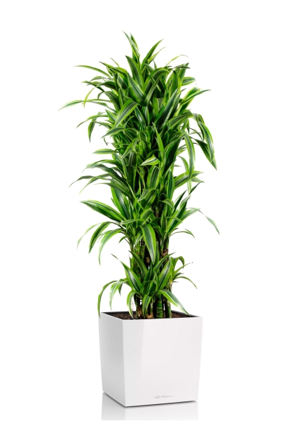 Драцена Лемон Лайм бранч 34/160 см в CUBE 40