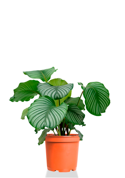 Калатея Орбифолия 12/40 см