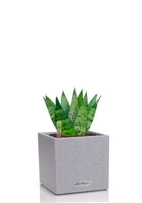 Сансевиерия Зейланика 9/30 см в CANTO STONE 14, серый камень Сансевиерия Зейланика 9/30 см в CANTO STONE 14, серый камень