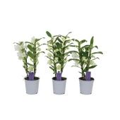 Дендробиум Nobile Apollon 2 ствола белый d12 см h40 см