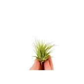 Тилландсия Ionantha Groen Bonsai d3 см h3 см Тилландсия Ionantha Groen Bonsai d3 см h3 см