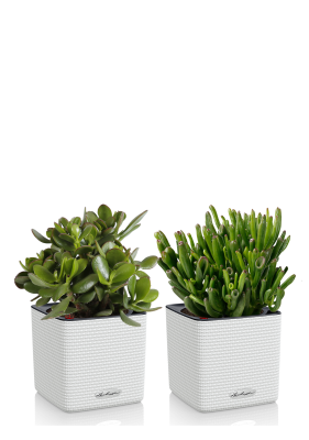 Набор Крассул в CUBE COLOR 14, Белый Набор Крассул в CUBE COLOR 14, Белый