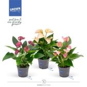 Антуриум Андрианум микс d12 см h40 см