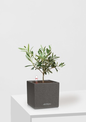 Олива 12/30 см в CANTO STONE 14