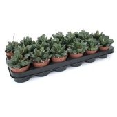 Адромискус Купера 8,5/12,5 см Адромискус Купера 8,5/12,5 см