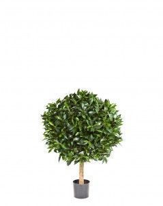 Лавр круглый на низком стволе