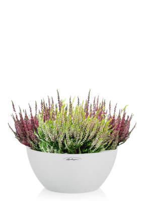 Вереск (Эрика) Cubeto Color 30, Песочный белый