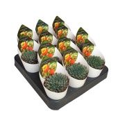 Эхеверия Setosa Rundelli With Potcove d6.5 см h8 см