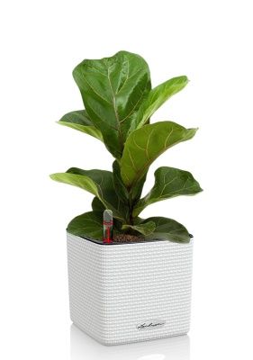 Фикус Лирата Бамбино 12/30 см в CUBE COLOR 14, белый