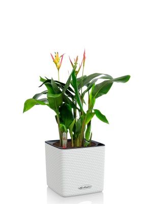 Геликония в CUBE COLOR 14, белый