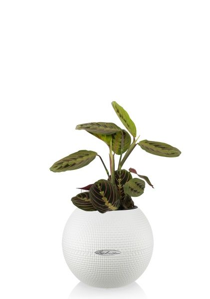 Маранта в PURO 20