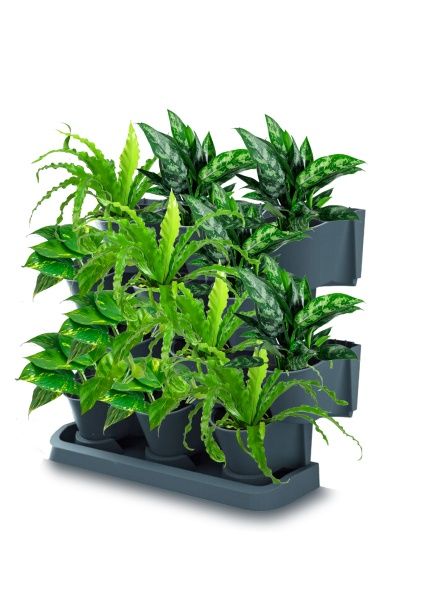 Набор растений "Зеленая стена 1" Набор растений "Зеленая стена 1"