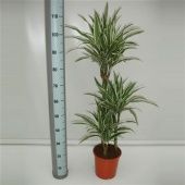 Драцена Вайт Страйп 3 ствола d21 см h110 см