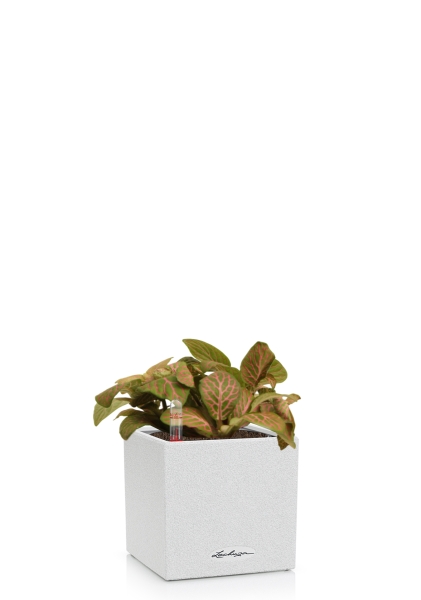 Фиттония микс 10/15 см в CANTO STONE 14