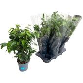 Фикус Бенджамина Даниэль d17 см h75 см