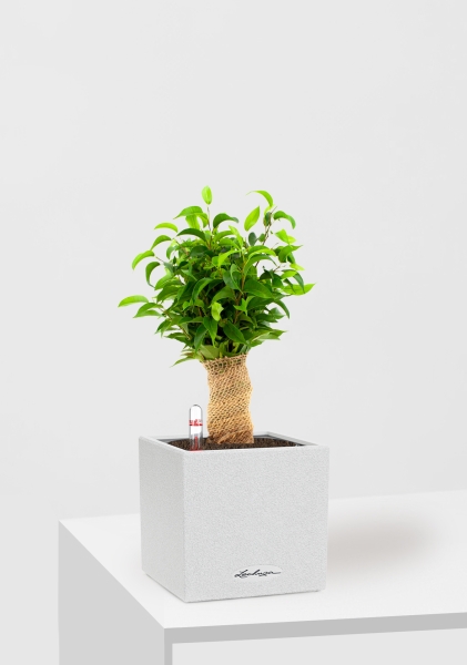 Фикус Бенджамина Наташа в джуте 12/30 см в CANTO STONE 14