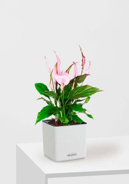 Спатифиллум розовый 13/40 см в CUBE COLOR 16 Спатифиллум розовый 13/40 см в CUBE COLOR 16