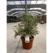 Олива европейская d35 см h100 см