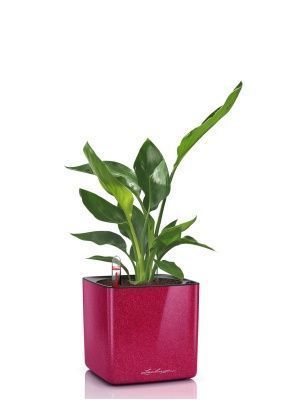 Стрелиция Николай в CUBE GLOSSY KISS 14, вишнево-розовый блестящий