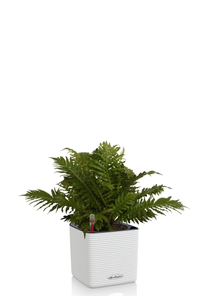 Блехнум 12/30 см в CUBE Color 14