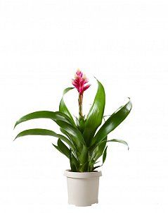 Гузмания Королевская розовая 13/55 см