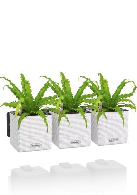 Асплениум Антикум Осака в ЗЕЛЕНАЯ СТЕНА Home Kit Color 15, белый